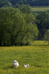 Charolaise Cow and its Veal in a pasture Bourgogne France