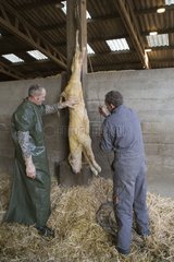 New-born charolais calf hung by its hindlegs France