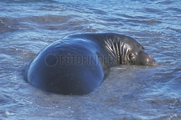 Jeune éléphant de mer du nord mâle se reposant dans l'eau