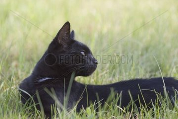 Schwarze Katze  die Frankreich liegt [at]