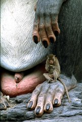 Macaque crabier assis sur le pied d'une statue de l'espèce