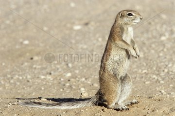 South african ground squirrel Kgalagadi NP South Africa