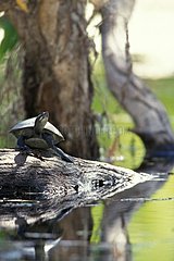 Australian River Turtle NorthernTerritory Australia