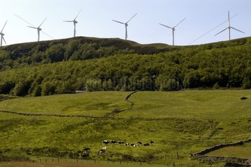 Windkraftanlagen und Beweidung des Cantabrian Cordillière Spaniens
