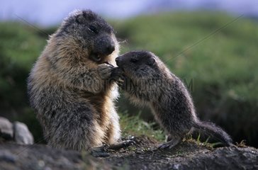 Alpine marmot female feeding its young Austria