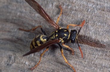Social Wasp mumbling wood fibres to build its nest Spain