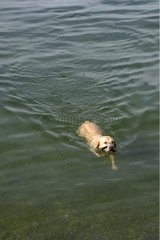 Golden retriever with muzzle to swim in France