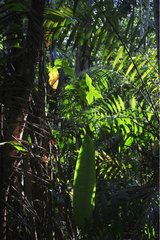 Underwood in rainforestU pper Amazon Peru