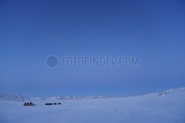 Kupplungshund Schlitten in Eile Fjord Grönland