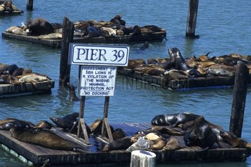 Lions de mer de Californie dans le port de San Francisco