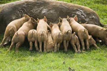 Iron Age piglets sucking at their mother Cotswold Farm