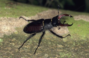Male Stag Beetle worried Les Chambons Creuse France
