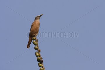 Chestnut-tailed Starling male on a branch Bardia NP Nepal