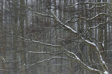 Broad leaved trees forest in winter Bialowieza Poland