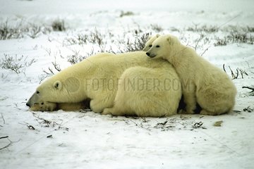 Femelle d'Ours blanc au repos avec ses deux jeunes Canada