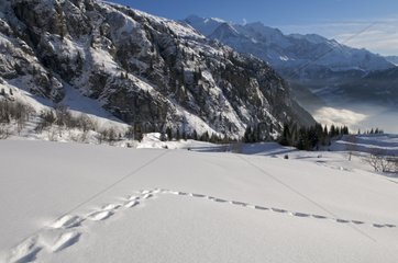 Alpine Ibex footprints in the snow Chain Fiz France