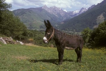 Ane des Pyrénées im Tal von Aspe Pyrénées Frankreich