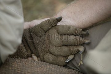 Détail d'une patte d'un Varan de Komodo Indonésie