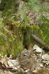 Levrault of Hare of Europe hidden in the leaves France