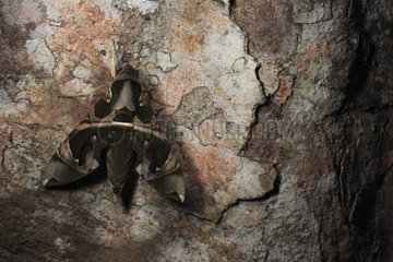 Moth landed on a trunc Sumatra