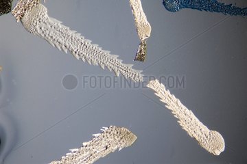 Bittle-star skeleton in optical microscopy