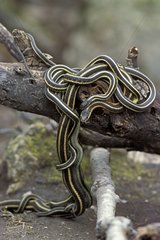 Accouplement de Serpents jarretières sur une branche morte