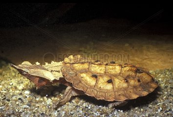 Matamata turtle