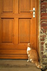 2 Jahre alt und 1/2 europäische Katze wartet an der Tür Frankreich