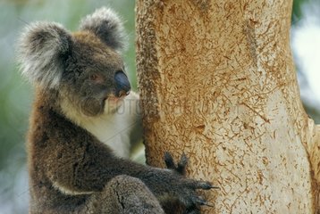 Portrait of Koala mouving along a trunc Australia