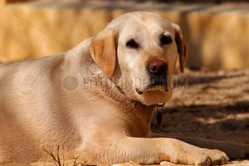 Vieux chien Labrador France