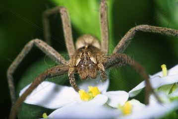 Nursery-web spider on a flower