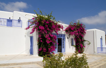 Beautiful island of Mykonos Greece and white buildings and flowers scenic