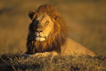 Löwe Mann in Ruhe Masaï Mara Kenia