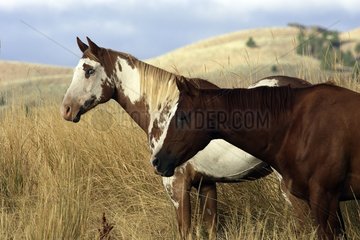 Horses Quarter horse observing the surroundings Oregon the USA