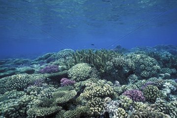 Coral reef with madrepora Rangiroa atoll