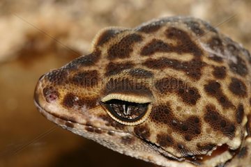 Portrait of Leopard Gecko in terrarium Gand Belgium