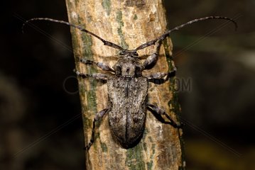Longhorn beetle on a vine New Caledonia