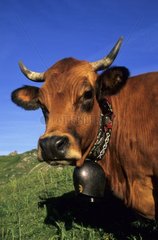 Portrait d'une vache tarine dans la Vallée de la Tarentaise