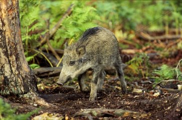 Young Wild boar searching food in the undergrowth