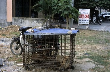 Dogs on standby to be roasts in front of restaurant Vietnam