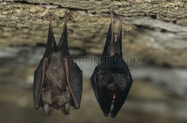 Lesser Horseshoe Bat in hibernation in a cave