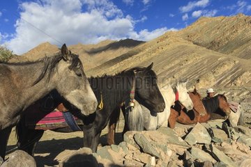 Small Horses Ladakhi and Mountains - Himalaya India