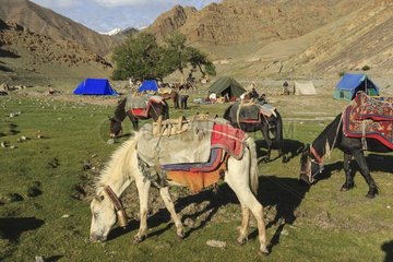 Small ladakhis horses sheeted and saddled - Himalaya India