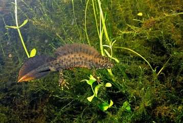 Male Northern Crested Newt in a pond Touraine France