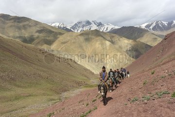 Horseback riding with small Ladakhi horses - India
