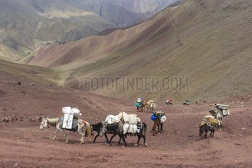 Rise of small horse saddles Ladakhi - India
