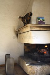 Cat walking on the ledge of a chimney