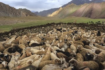 Pashmina goats and sheep back for the night - Ladakh India