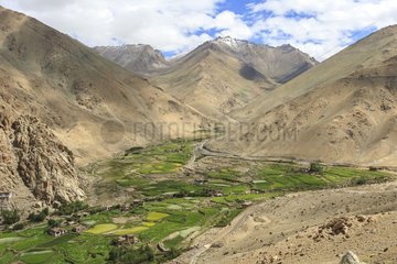Houses and crops in a valley - Ladakh India