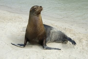 Lion de mer des Galapagos sur la plage Ile de Genovesa